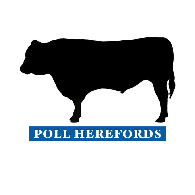 Moora Poll Herefords